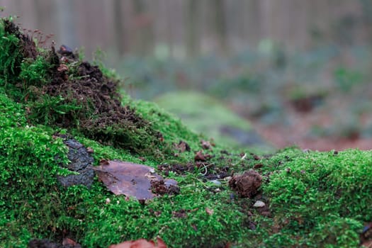 A closeup of green moss on the ground in a forest