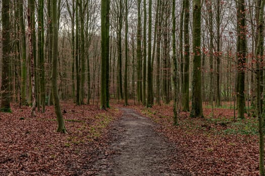 A scenic view of a pathway in a forest on an autumn day