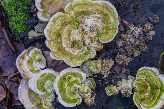 A closeup of green moss on the ground in a forest