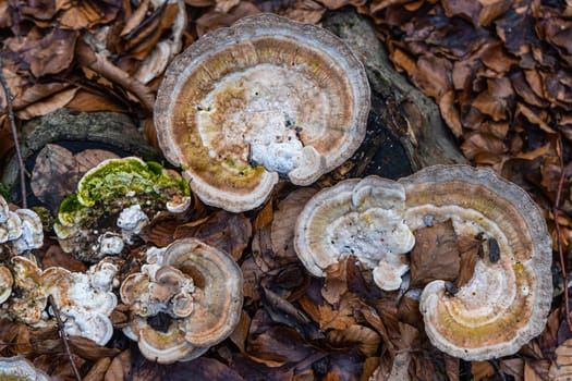 A closeup of mushrooms on a tree trunk in a forest