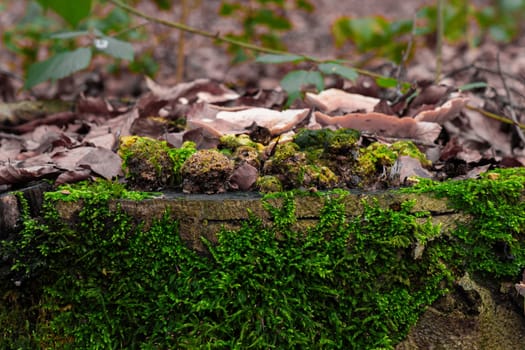 A closeup of green moss on the ground in a forest