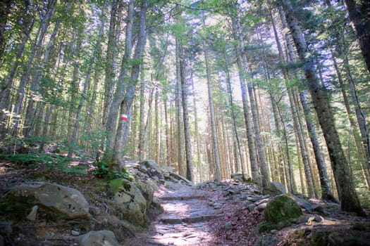 Photographic documentation of the view of a large forest in the spring season 