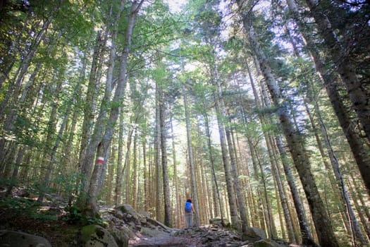 Photographic documentation of the view of a large forest in the spring season 