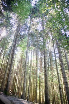 Photographic documentation of the view of a large forest in the spring season 