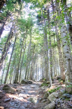 Photographic documentation of the view of a large forest in the spring season 