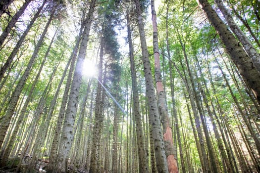 Photographic documentation of the view of a large forest in the spring season 