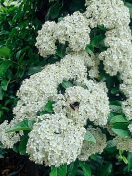 bushes of white flowers on the street