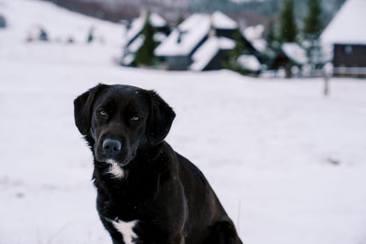 Black dog sits in the snow near the village . High quality photo