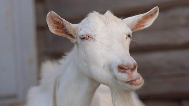 White chewing goat in the village. Head closeup