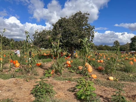 Autumn harvest of orange pumkins at hill side farmers field. High quality photo