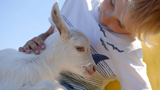 The little boy is stroking the little goat