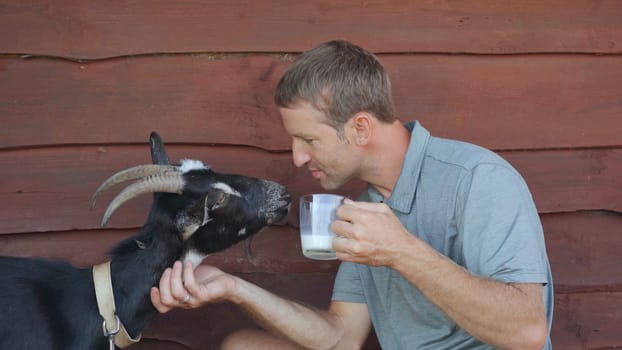 The farmer drinks goat milk from a mug and kisses his beloved goat