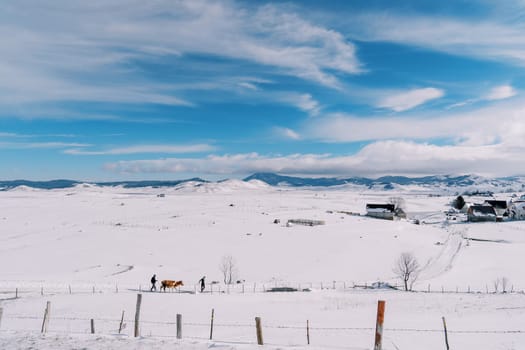 Farmers lead a cow on a rope along a snowy plain in the village. High quality photo