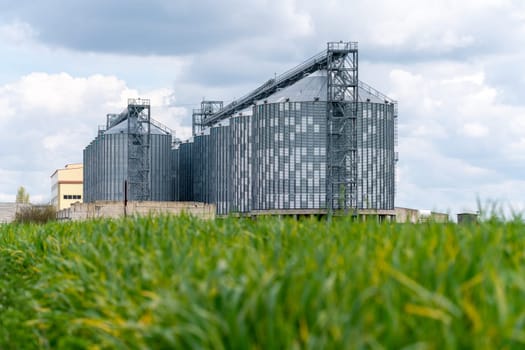 Granary elevator, silver silos on agro manufacturing plant for processing drying cleaning and storage of agricultural products, flour, cereals and grain. A field of green wheat