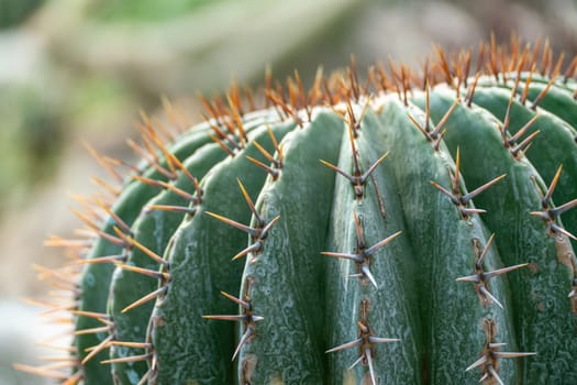 thorn cactus texture background, close up. Golden barrel cactus, golden ball or mother-in-law's cushion Echinocactus grusonii is a species of barrel cactus which is endemic to east-central Mexico.