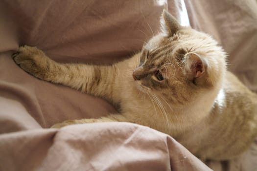 Front view of a cute beautiful Siamese breed cat on a classic brown blanket. High quality photo