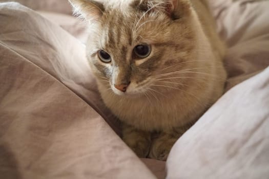 Front view of a cute beautiful Siamese breed cat on a classic brown blanket. High quality photo