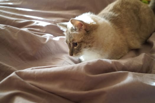 Front view of a cute beautiful Siamese breed cat on a classic brown blanket. High quality photo