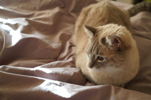 Front view of a cute beautiful Siamese breed cat on a classic brown blanket. High quality photo