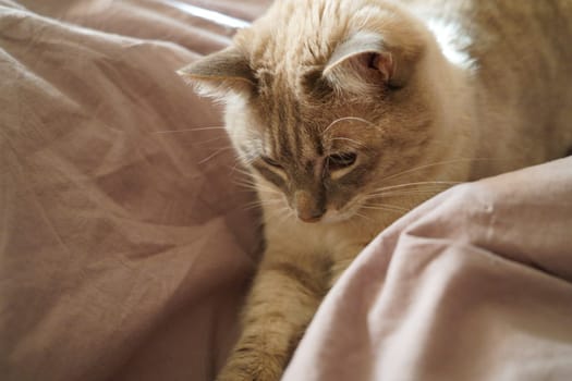 Front view of a cute beautiful Siamese breed cat on a classic brown blanket. High quality photo