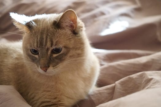 Front view of a cute beautiful Siamese breed cat on a classic brown blanket. High quality photo