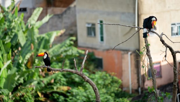 Colorful toucans on dry branches, with greenery and buildings behind.