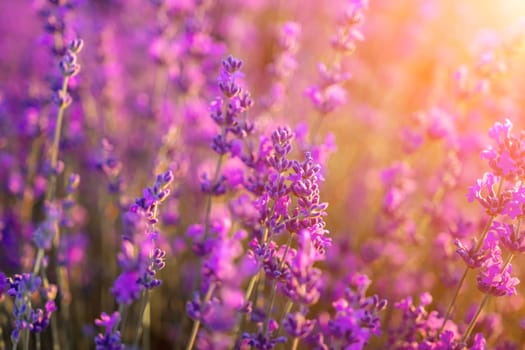 Lavender flower field closeup, fresh purple aromatic flowers for natural background. Violet lavender field in Provence, France.