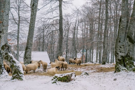 Flock of sheep eats hay in a snowy forest near a house. High quality photo