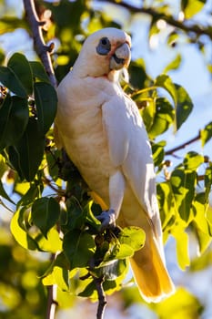 A wild yellow-crested cockatoo feeding on tree fruit in Melbourne, Victoria, Australia