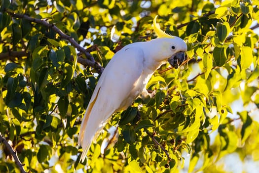 A wild yellow-crested cockatoo feeding on tree fruit in Melbourne, Victoria, Australia