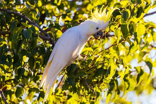 A wild yellow-crested cockatoo feeding on tree fruit in Melbourne, Victoria, Australia