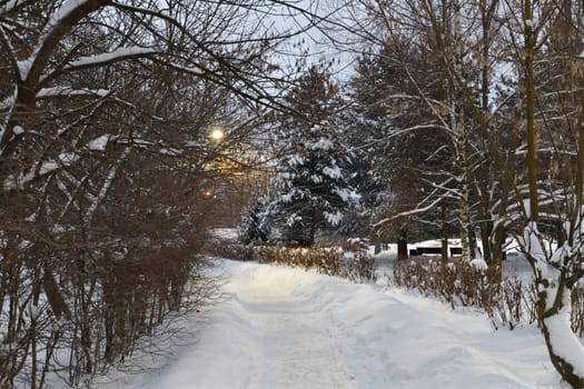 Snow-covered alley in winter park in Moscow, Russia