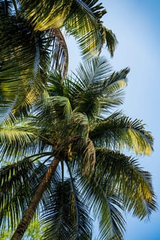 Blue sky and palm trees view from below