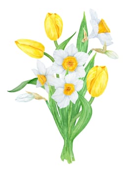 Bouquet of white narcissus, yellow tulip. Watercolor illustration of daffodil. Handdrawn watercolor botanical painting of fragrant spring garden flower for greeting, wedding, Easter, Mothers day prints