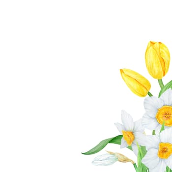 Bouquet of white narcissus, yellow tulip. Watercolor illustration of daffodil. Handdrawn watercolor botanical painting of fragrant spring garden flower for greeting, wedding, Easter, Mothers day prints