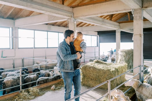 Dad shows a little girl in his arms a paddock with fluffy white sheep. High quality photo