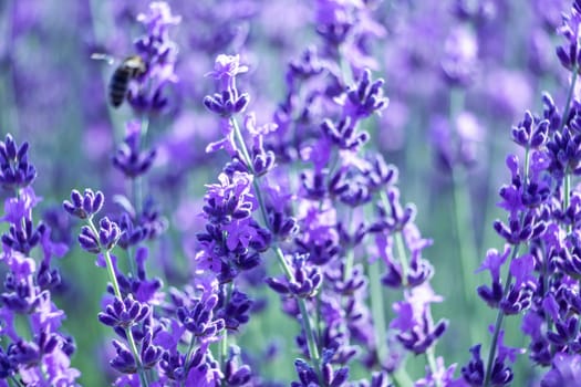 Lavender flower blooming scented fields in endless rows. Selective focus on Bushes of lavender purple aromatic flowers at lavender field. Abstract blur for background.