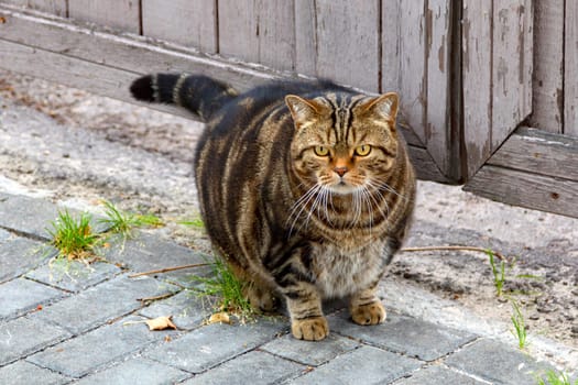 Cute fat tabby cat sitting on a stone street in the city