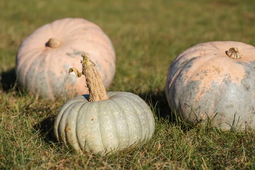 Three ripe pumpkins lit by bright setting sun