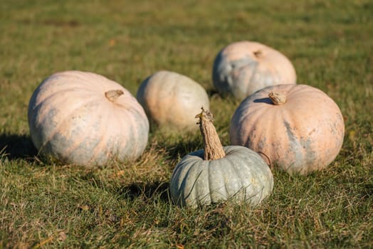 Bright autumn sun illuminating harvested pumpkins