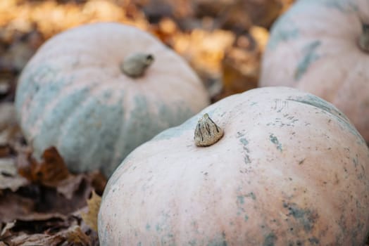 Big pink harvested pumpkins laying on bright oak foliage in forest illuminated by warm evening sunlight