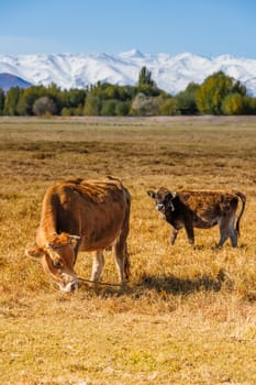 yellow milk cow with bull calf are grazing in front of mountains sunny autumn afternoon.