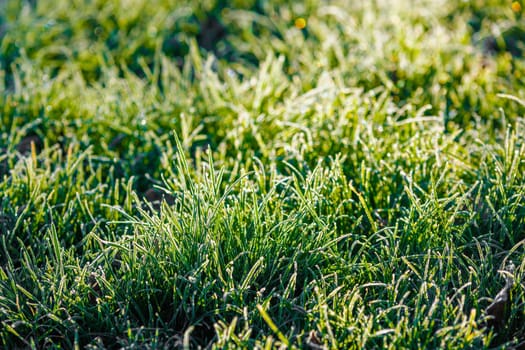 frosty green grass at morning closeup with selective focus and backlight.