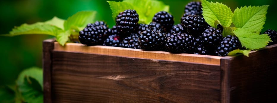 Blackberry harvest in a box in the garden. Selective focus. Food.