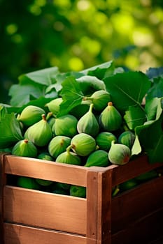 Harvest of figs in a box in the garden. Selective focus. Food.