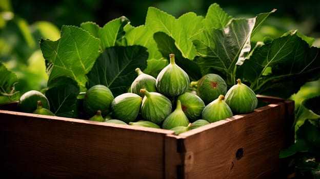 Harvest of figs in a box in the garden. Selective focus. Food.