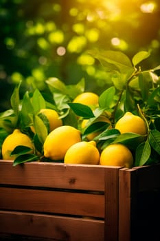 Harvest Lemons in a box in the garden. Selective focus. Food.