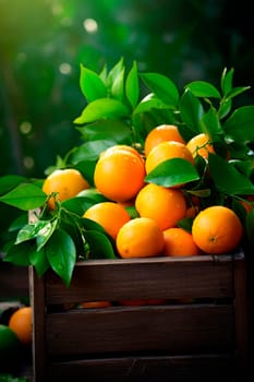 Harvest of oranges in a box in the garden. Selective focus. Food.