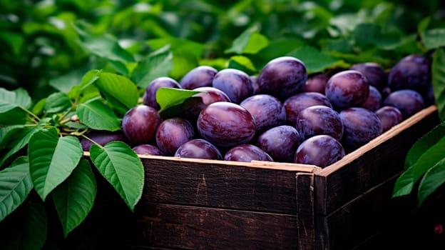 Plum harvest in a box in the garden. Selective focus. Food.