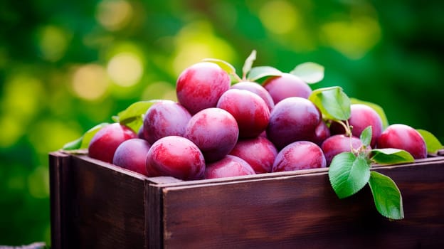 Plum harvest in a box in the garden. Selective focus. Food.